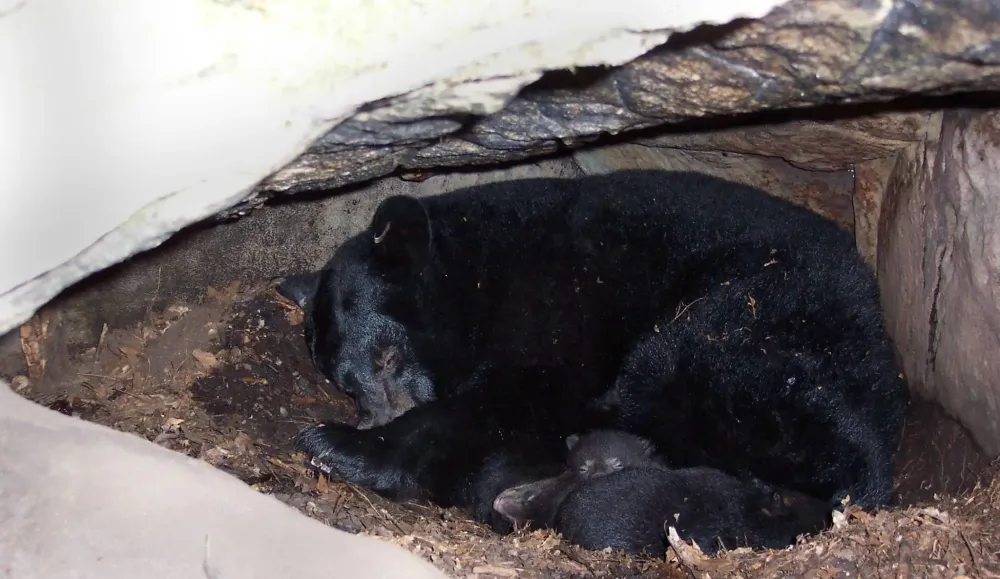 Bear Hibernation Facts and Myths from the Den  Outdoor Life