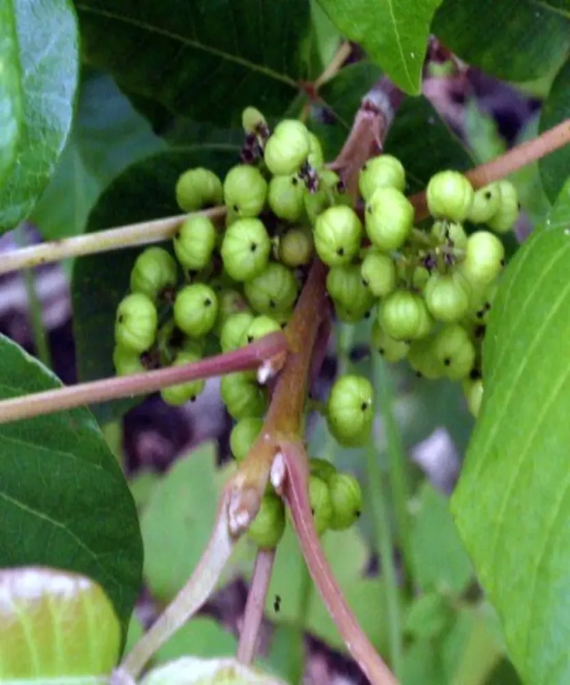 Identifying  Eradicating Poison Ivy  Dengarden