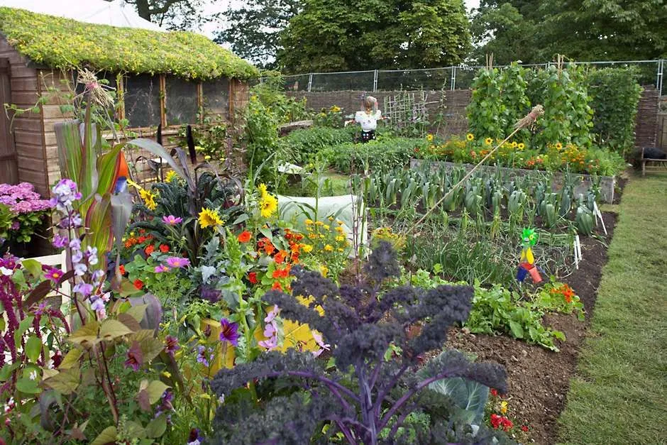 Allotments how get the best from your plot  RHS Gardening  Allotment 