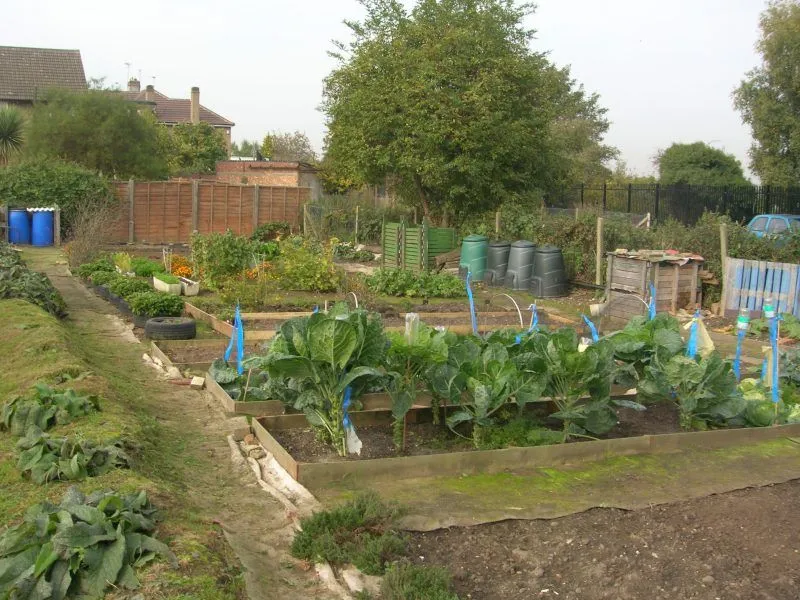 Borough allotments  Dartford Borough Council  Allotment gardening 