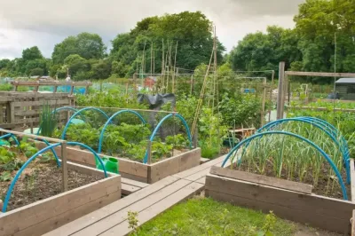 OSRS Best Allotment for Money: Maximize Your Farming Profits in 2025