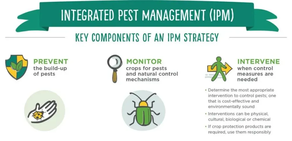 What Is Integrated Pest Management IPM  Bay Area Facility Services