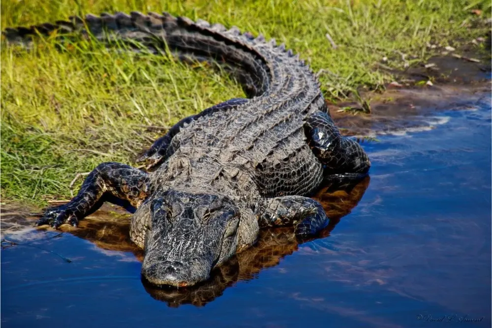 The Alligator Everything You Need To Know  Cool Wood Wildlife Park