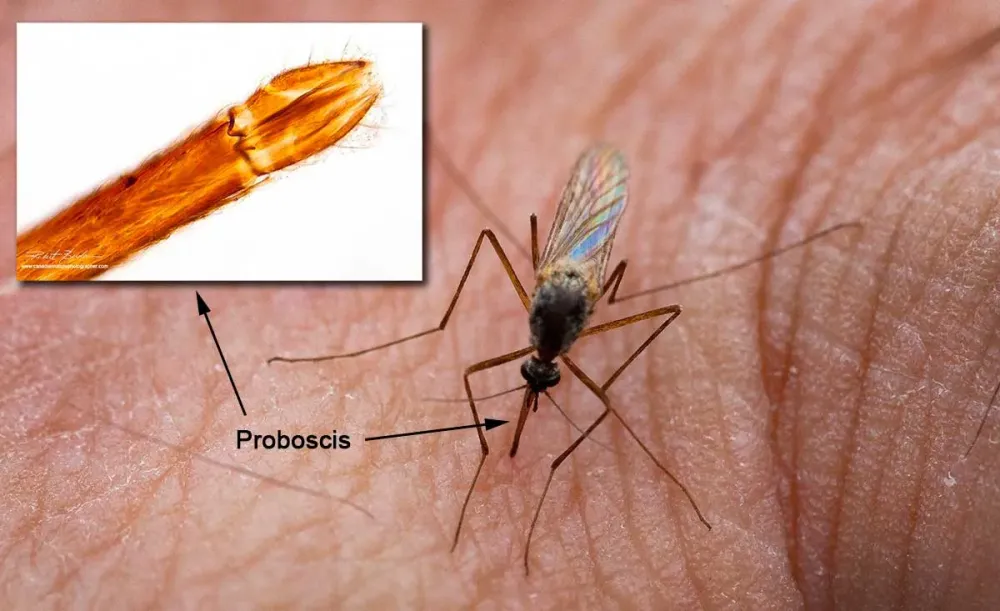 How to Get Mosquito Proboscis in OSRS: A Complete Guide