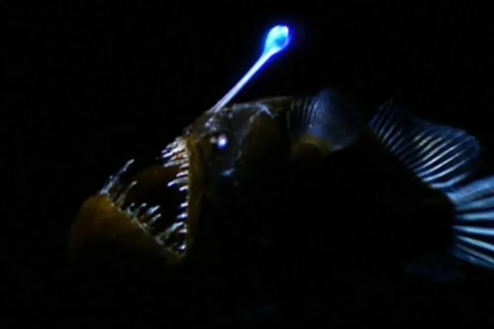 How to Fish Anglerfish in OSRS: A Complete Guide