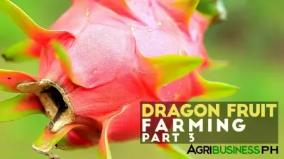 Dragon Fruit Tree OSRS Guide for Farming Success