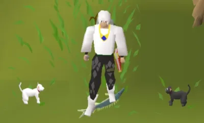 OSRS How to Choose Kitten Color Guide for Players