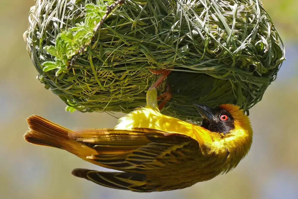 Birds Nest