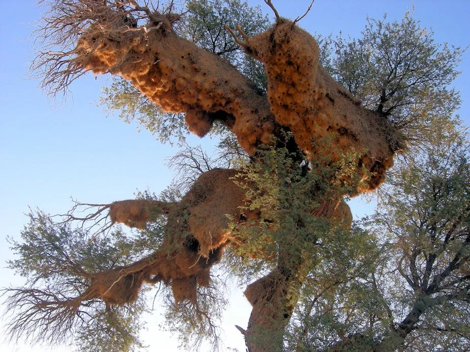 How Many Bird Nests Are There in the World