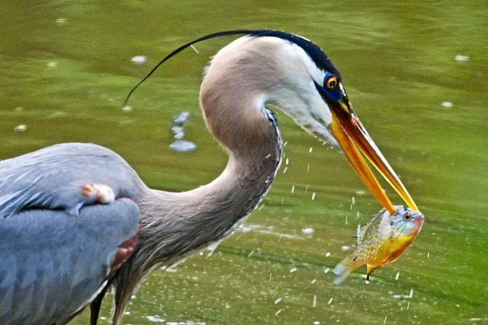 Art Landers Outdoors Fishing for a living the Great Blue Heron is a 