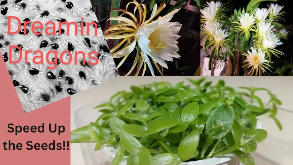 Dragon Fruit Seeds OSRS Ultimate Guide for Farming Success