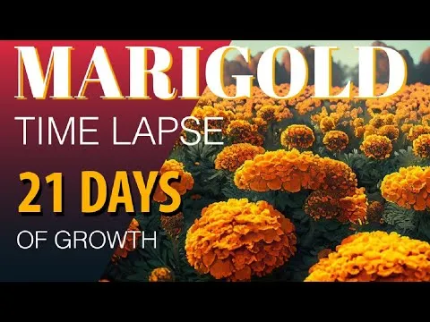 Marigold Grow Time OSRS Ultimate Guide