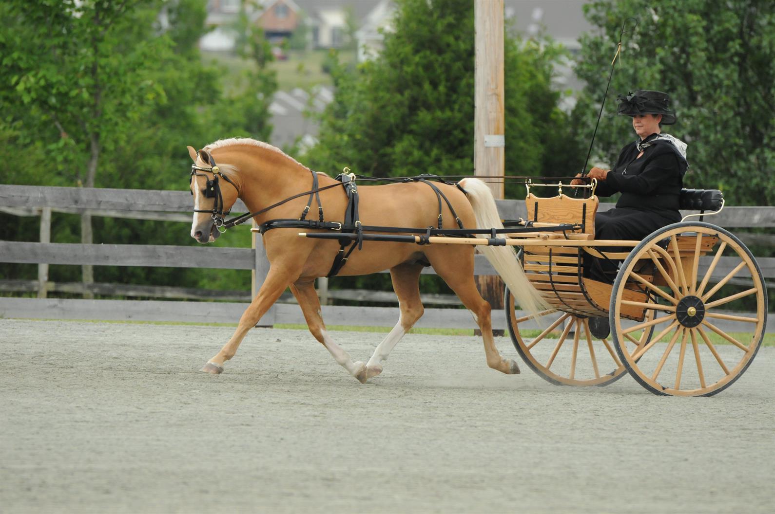 Understanding Rumble Ponies and Their Equestrian Significance