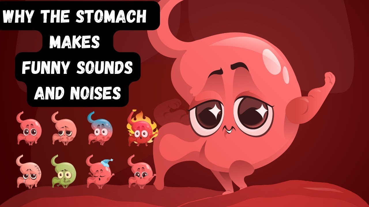 Why the Stomach Makes Funny sounds  Noises Stomach Rumbling 