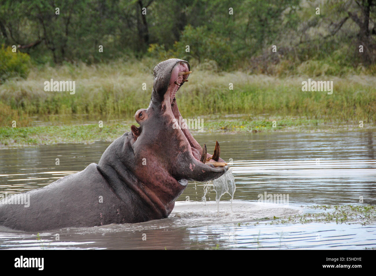 How to Create a Big Mouth Hippo Fun Crafts Tutorial on Dailymotion