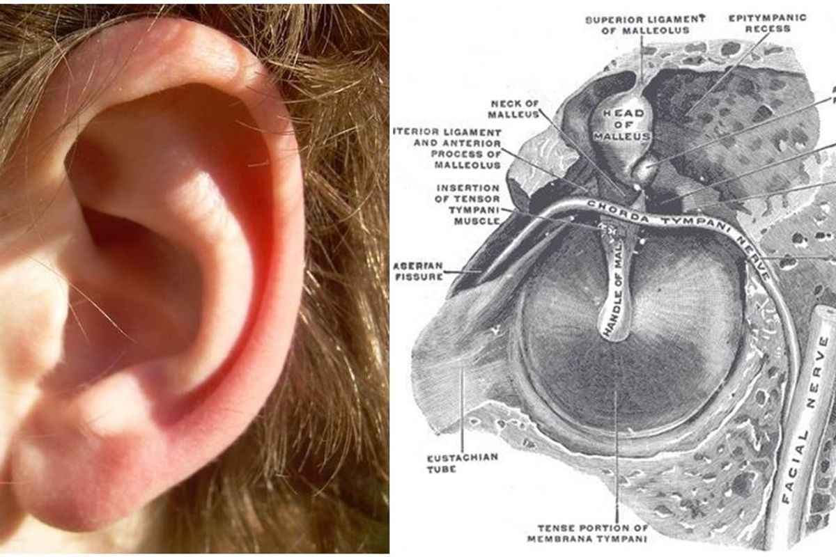 Exploring the Ability to Rumble Ears and the Science Behind It