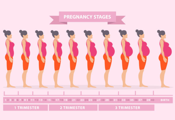 Pregnancy Symptoms Week by Week  First Trimester  HealthPulls