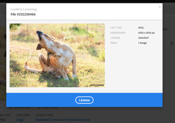 Learn how to use the Adobe Stock website to explore and license stock 