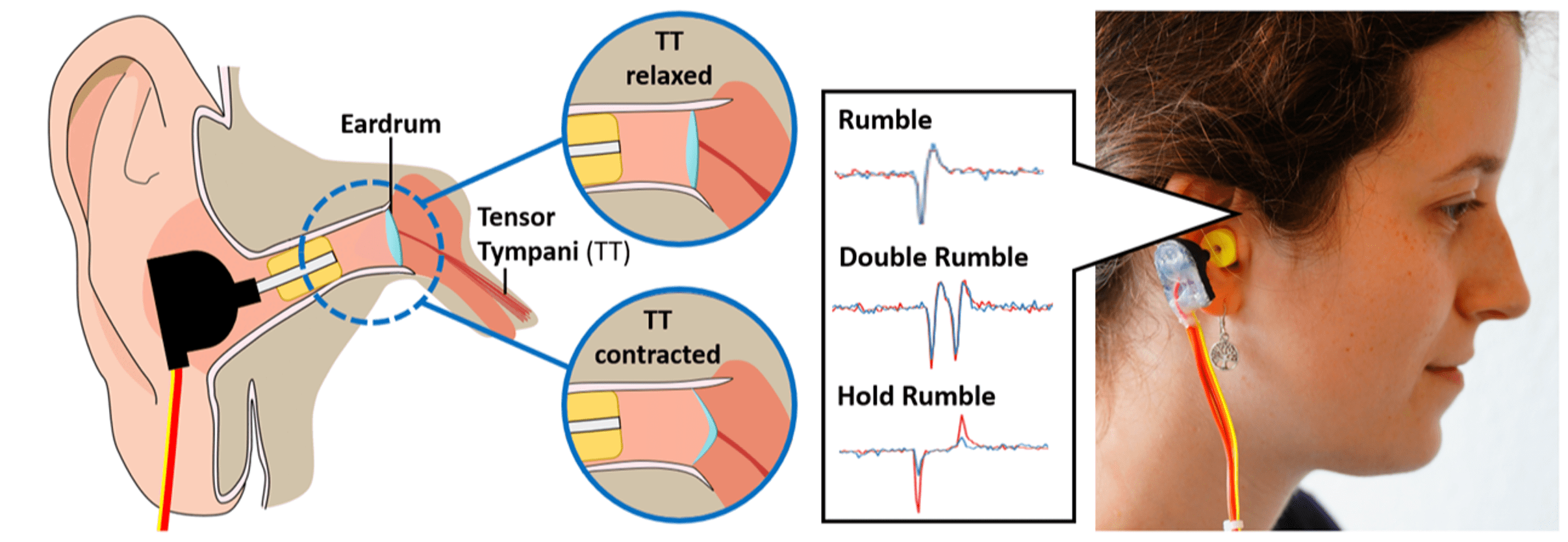 earablestecoedu  Earable Research News