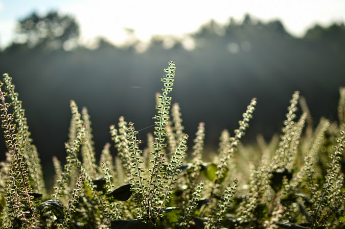 Exploring Alamy Vine from Tennessee