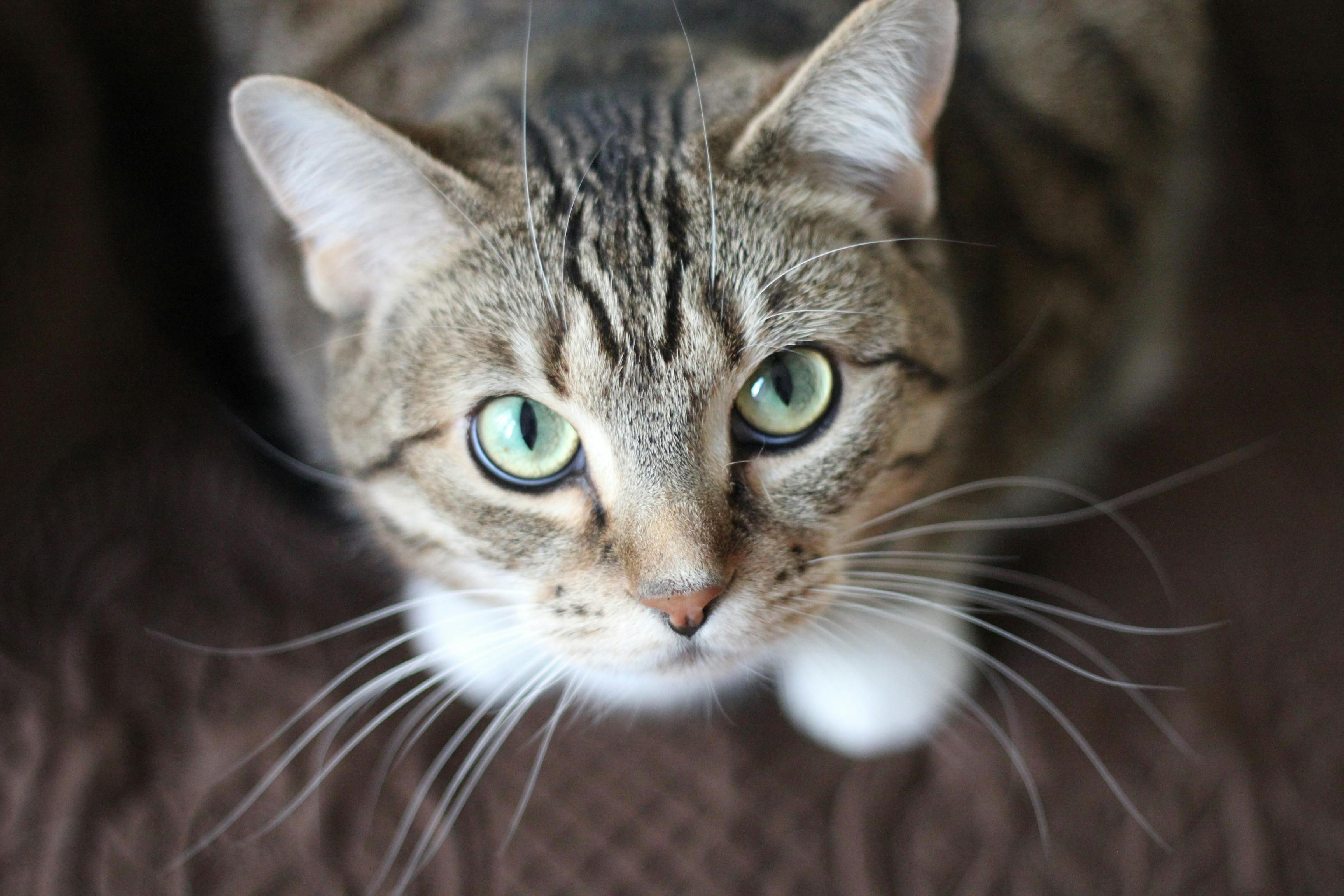 Exploring the Popularity of Cat Images on iStock