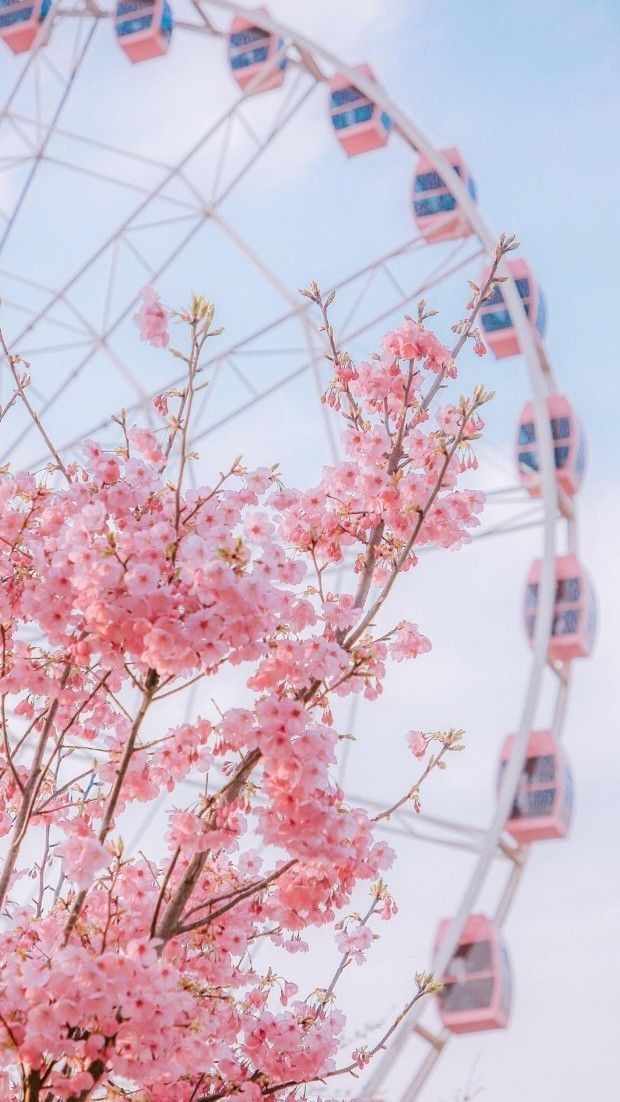 lucy on Twitter Pink flowers wallpaper Spring wallpaper