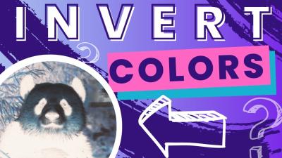 Invert Image Colors on Canva