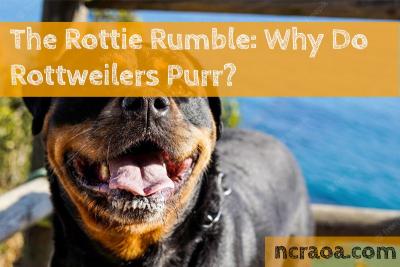 Exploring the Meaning Behind Rottie Rumble