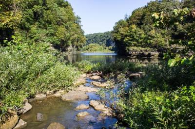 Exploring Alamy Vine from Tennessee