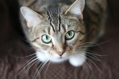 Exploring the Popularity of Cat Images on iStock