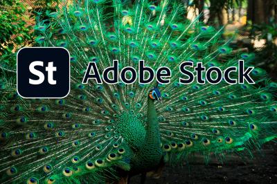 How to Download from Adobe Stock Without Watermark