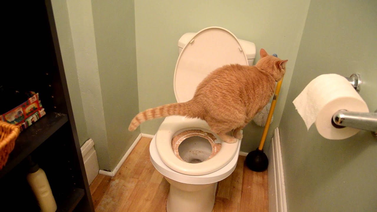 Cat toilet training video 2  YouTube