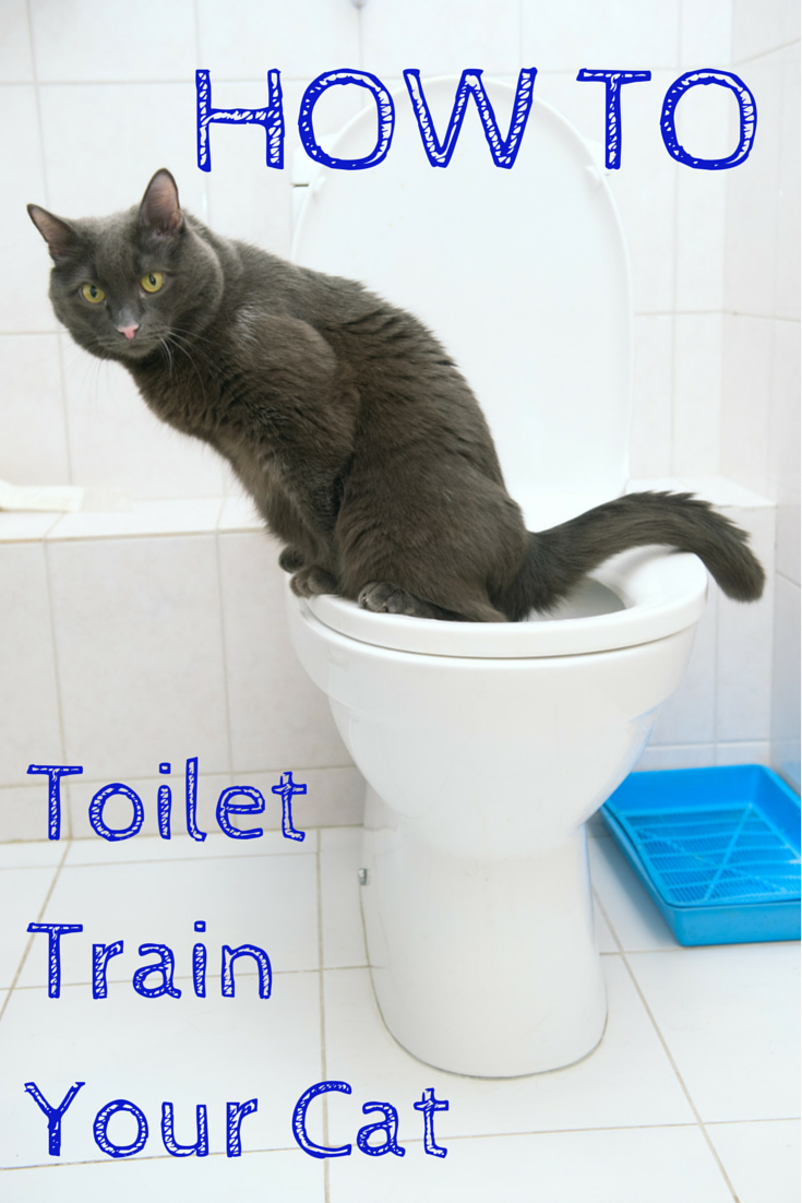 Tired of scooping the litter box Hate that litter box smell Potty 