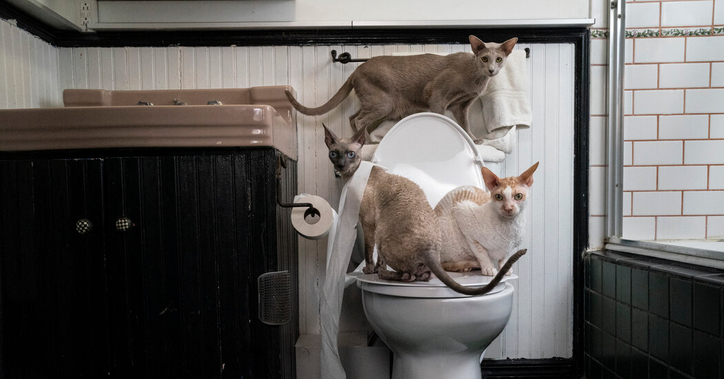 Master the Art of Toilet Training Your Cat with Dailymotion