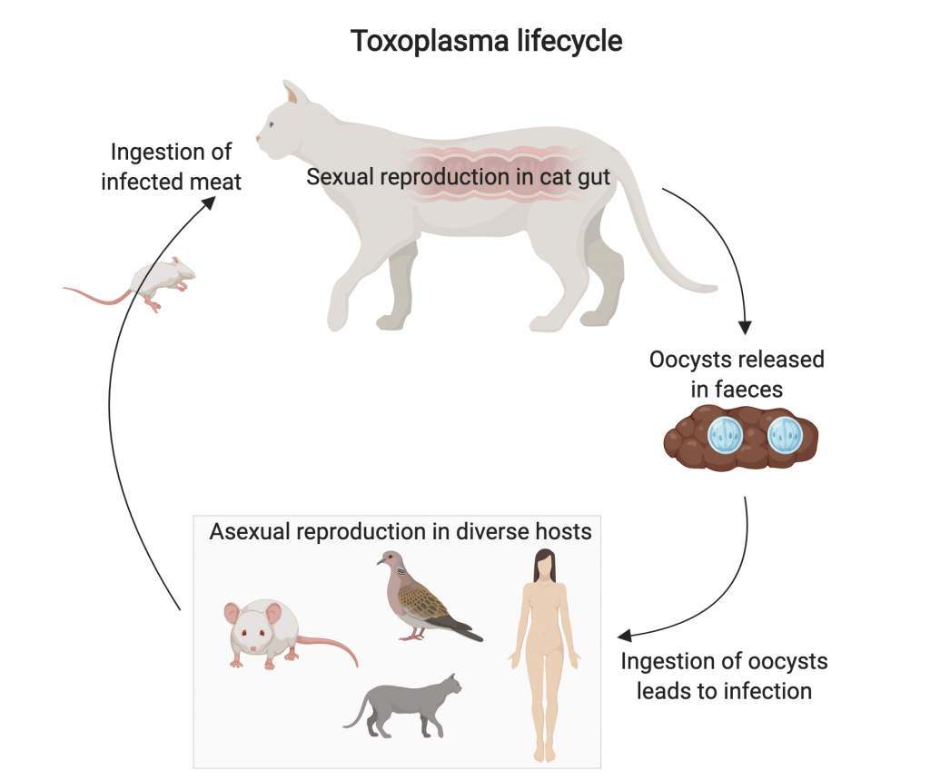 Understanding the Reproduction Process of Cats