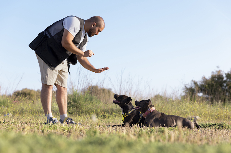 Simple Steps to Train a Dog to Follow Commands with Dailymotion Guides