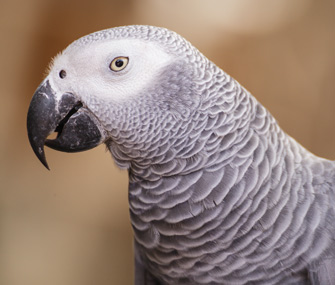 Tips For Training Parrots To Talk And Mimic Human Speech