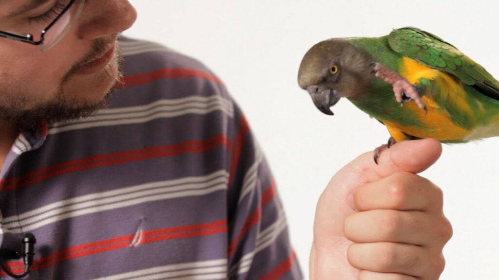 Tips for Teaching a Parrot New Tricks  Smart Care Living  Pick the 