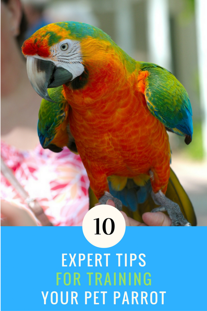 Comprehensive Tips for Training Parrots to Talk with Video Tutorials