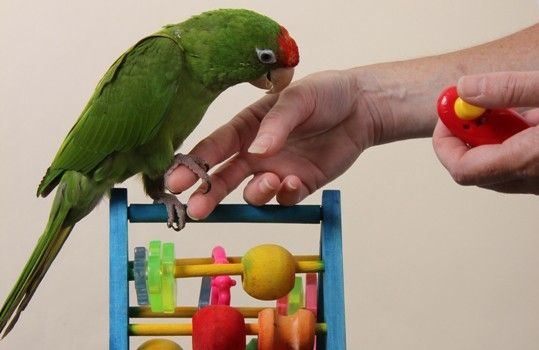 Training a Parrot to Talk with Effective Tips and Tricks