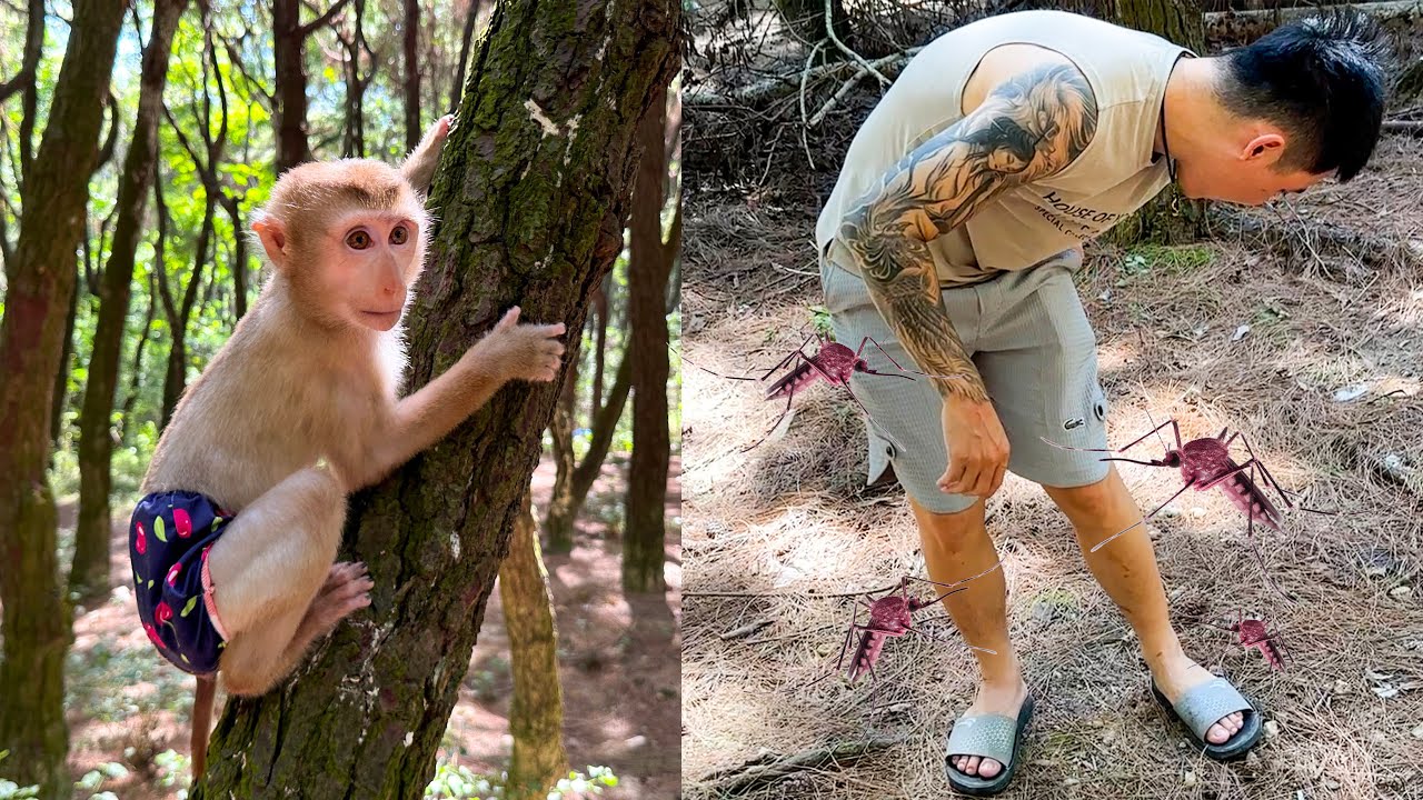 Monkey Kaka looked so pitiful at dad being bitten by mosquitoes  YouTube