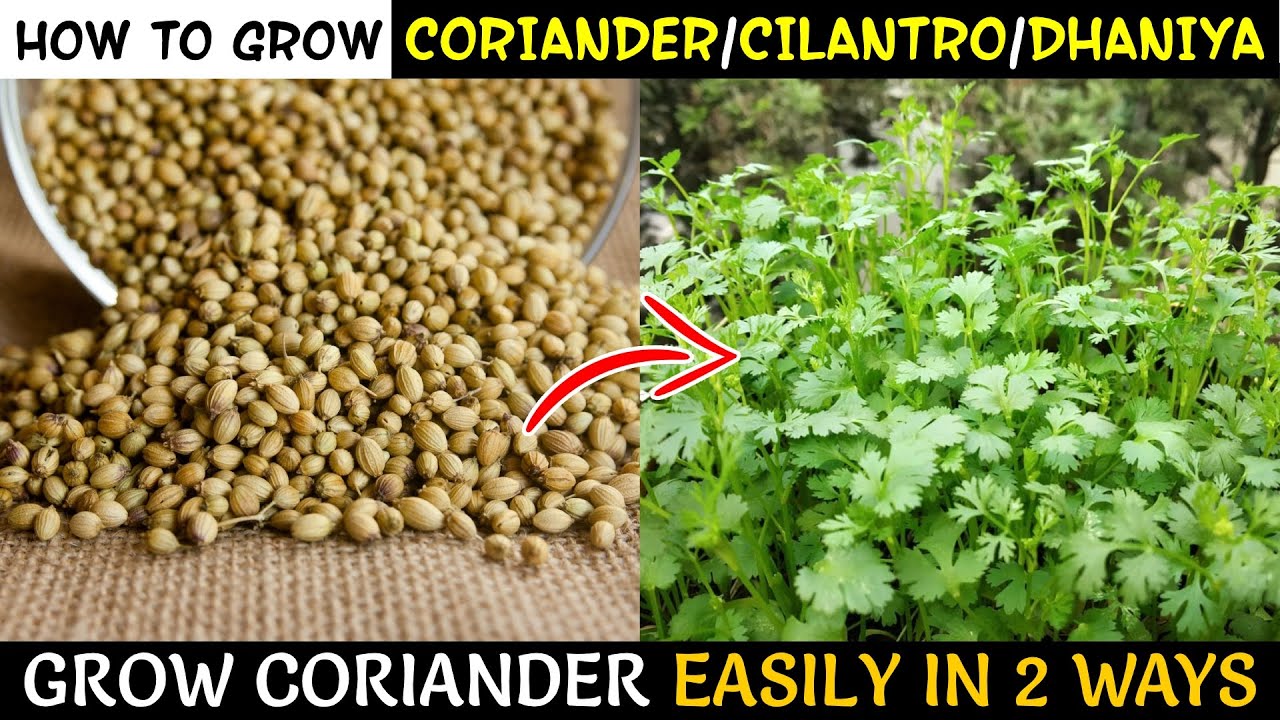 Growing Fresh Coriander at Home Using Simple Gardening Tips