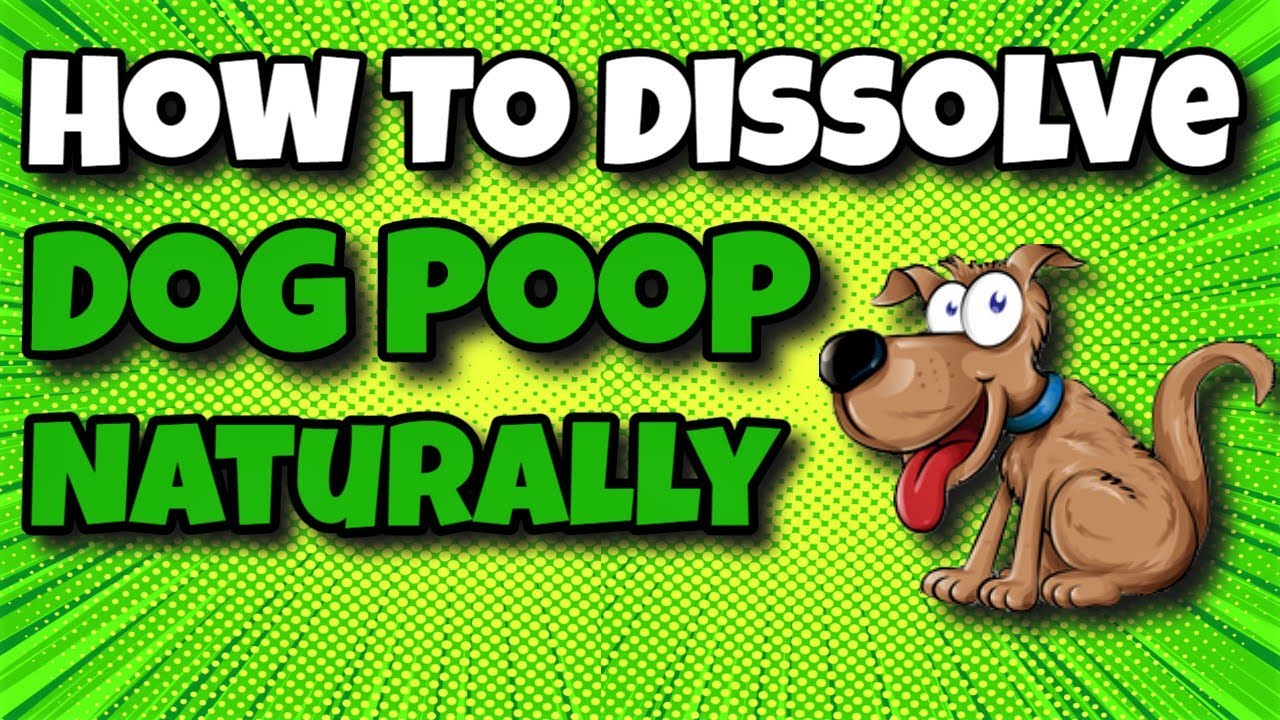 Step-by-Step Guide to Safely Removing Hard Poop from Your Dogâs Anus