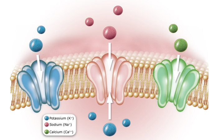 Ion Channels  Biology Song Parodies