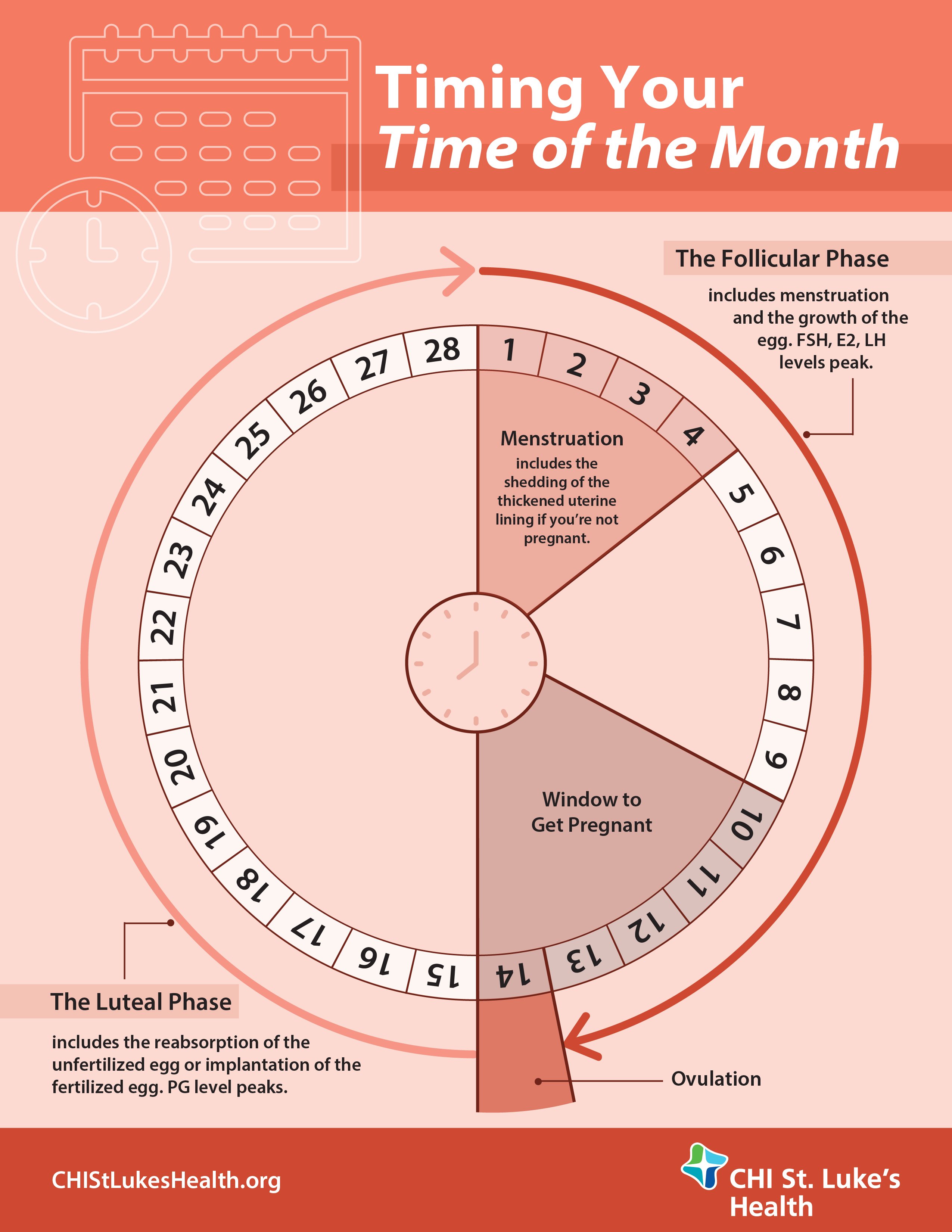 A Womans Guide to Her Menstrual Cycle  St Lukes Health  St Lukes 