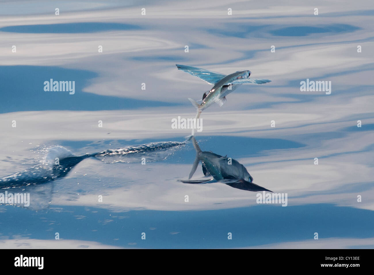 Flying Fish Species scientific name unknown with reflection visible 