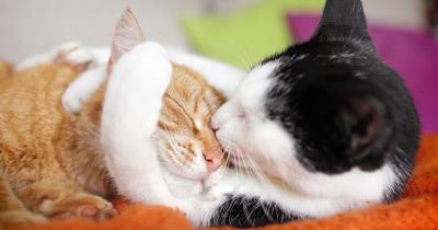 Understanding the Reproduction Process of Cats