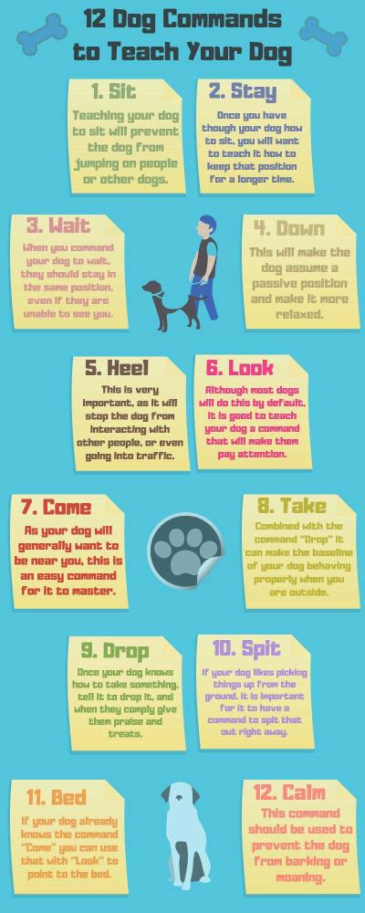 Simple Steps to Train a Dog to Follow Commands with Dailymotion Guides