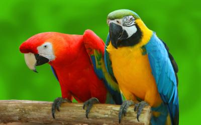 Comprehensive Tips for Training Parrots to Talk with Video Tutorials