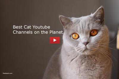 Understanding the What the Hell Cat YouTube Channel
